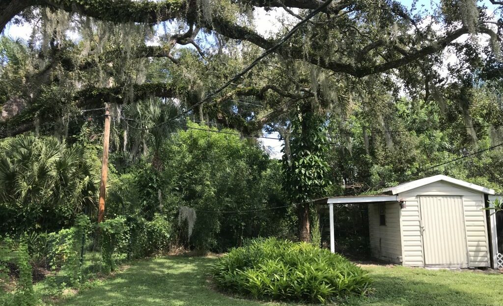 A yard with a shed and spanish moss.